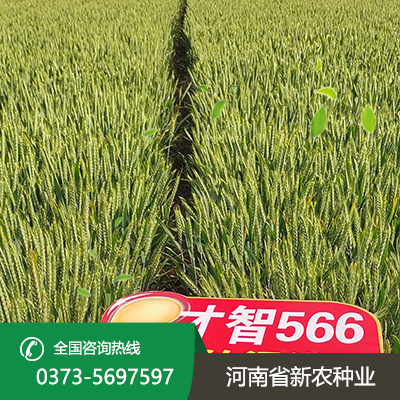 江苏才智566小麦种