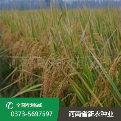 江苏直播稻
